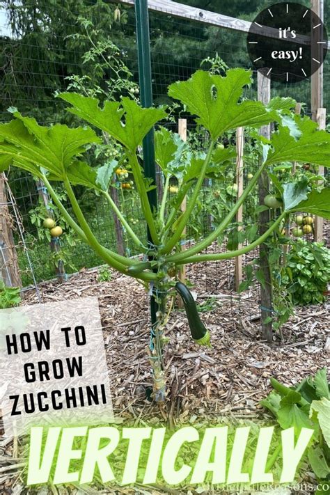 Growing zucchini vertically. Things To Know About Growing zucchini vertically. 